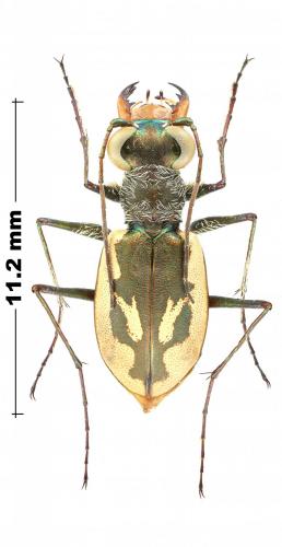 Réf. 244 967 : Habroscelimorpha pamphila